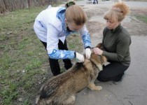 В Приокском районе завершилась вакцинация домашних животных