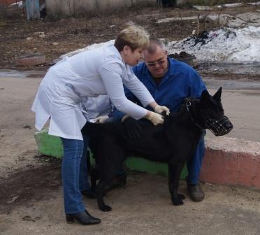 В ТОС Приокского района стартовала акция по бесплатной  вакцинации домашних животных против бешенства