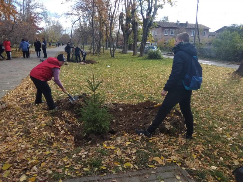 В ТОС поселка Народный и V микрорайона высадили ёлки