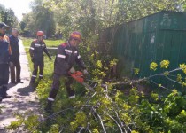 Владимир Аношкин помог детскому саду Автозаводского района убрать упавшее дерево